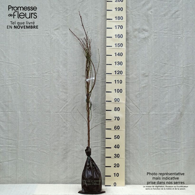 Esemplare di Nettarina Nectared 6 Zolla 'Pronta da piantare', Astone come consegnato in autunno
