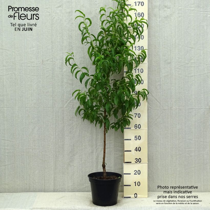 Esemplare di Nettarina Nectarose Vaso da 7,5L/10L, Vasetto consegnato in estate