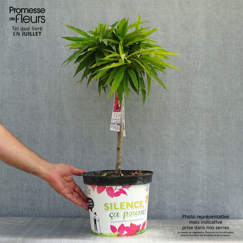 Esemplare di Nettarina Garden Beauty Vaso da 6L/7L, Nano consegnato in estate
