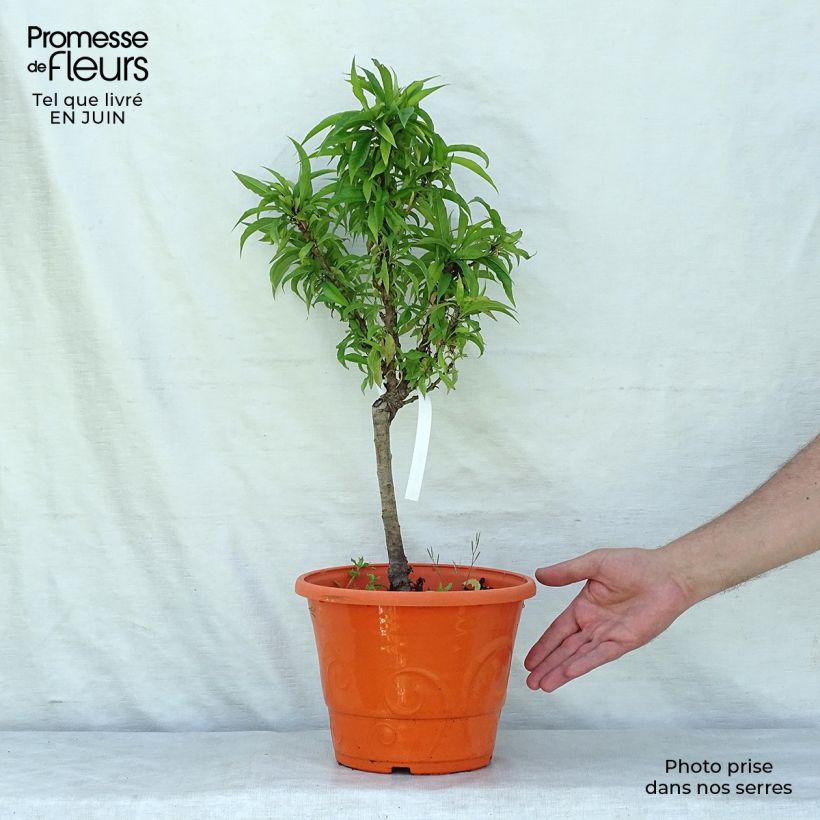 Esemplare di Nettarina Snow Baby Zaisno Vaso da 6L/7L, Nano consegnato in estate