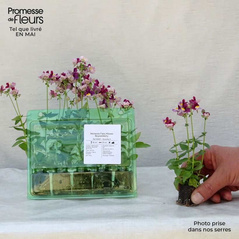 Nemesia Fairy Kisses Boysenberry Mini zolla Ø 1,5/2,5 cm esemplare consegnato in primavera