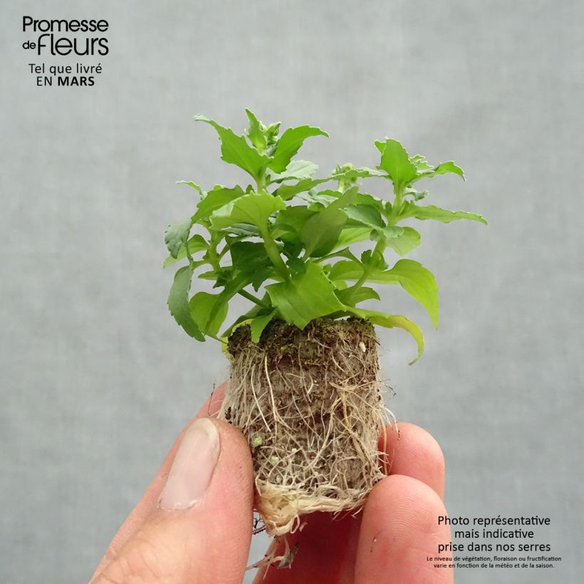 Nemesia Honey White Mini zolla Ø 1,5/2,5 cm esemplare consegnato in primavera