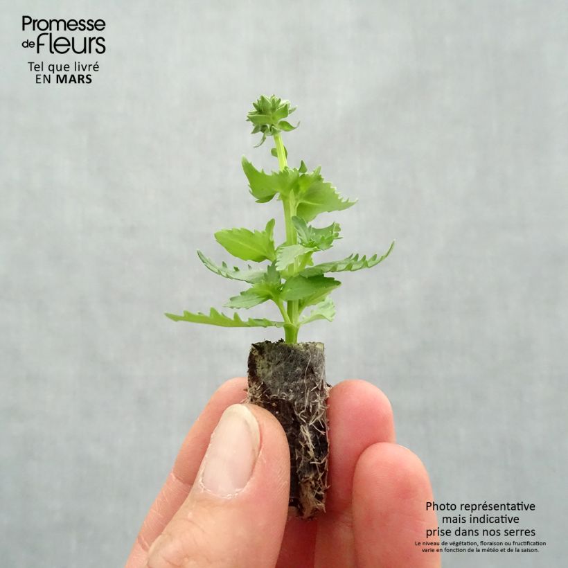 Nemesia Nesia Burgundy Mini zolla Ø 1,5/2,5 cm esemplare consegnato in primavera
