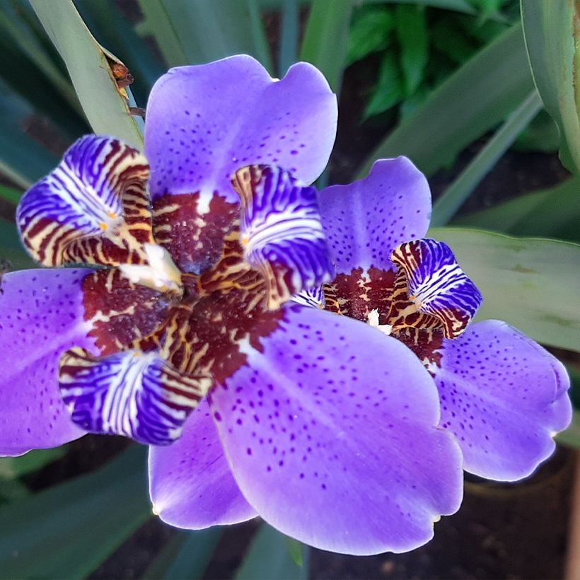 Neomarica caerulea Sky Blue (Fioritura)