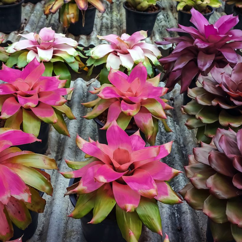 Neoregelia Medusa - Neoregelia - Bromelia (Porto)