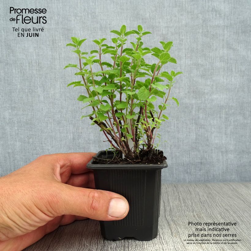 Esemplare di Nepeta faassenii Purrsian Blue Vasetto da 8/9 cm consegnato in estate
