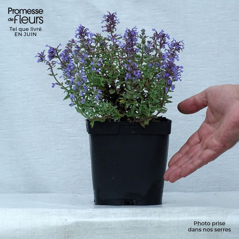 Esemplare di Nepeta faassenii Purrsian Blue Vaso da 2L/3L consegnato in estate