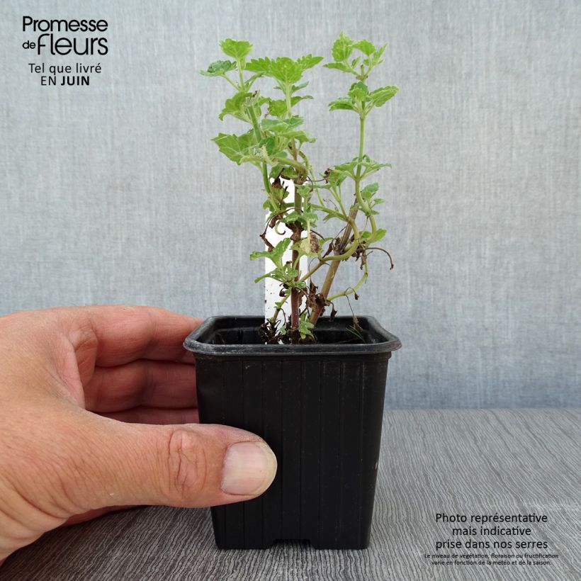 Esemplare di Nepeta cataria Citriodora - Gattaia comune Vasetto da 8/9 cm consegnato in estate