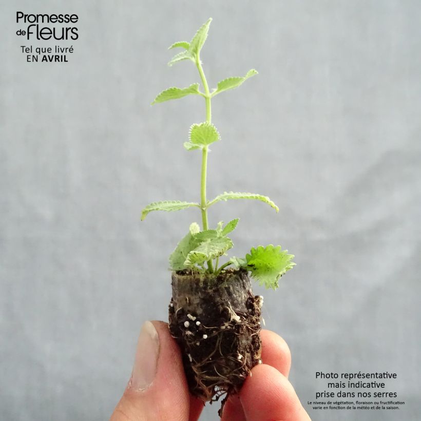 Nepeta faassenii Cat's Meow Mini zolla Ø 1,5/2,5 cm esemplare consegnato in primavera