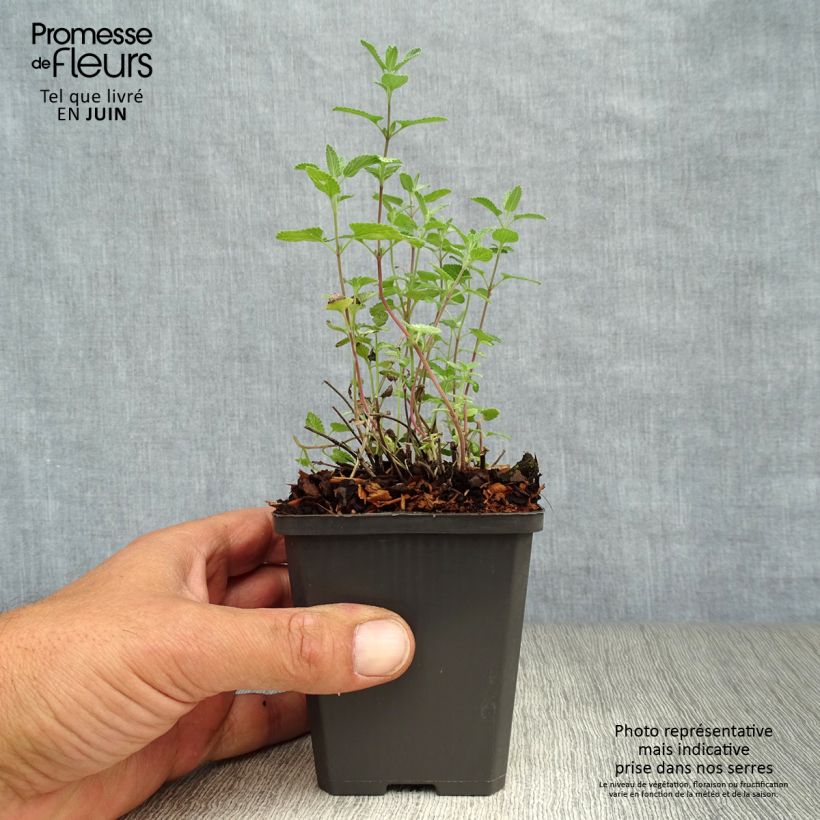 Esemplare di Nepeta faassenii - Erba dei gatti Vasetto da 8/9 cm consegnato in estate