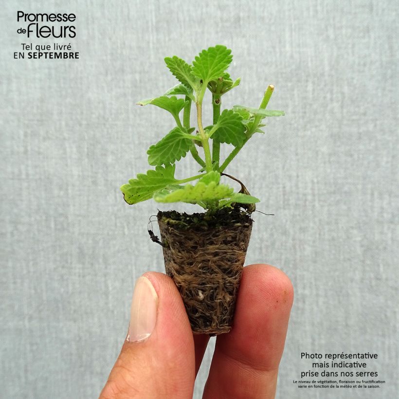 Esemplare di Nepeta faassenii Six Hill's Giant Mini zolla Ø 1,5/2,5 cm come consegnato in autunno