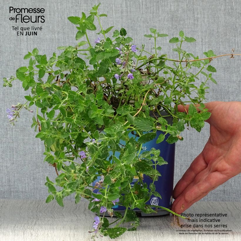 Esemplare di Nepeta faassenii Six Hill's Giant Vaso da 2L/3L consegnato in estate