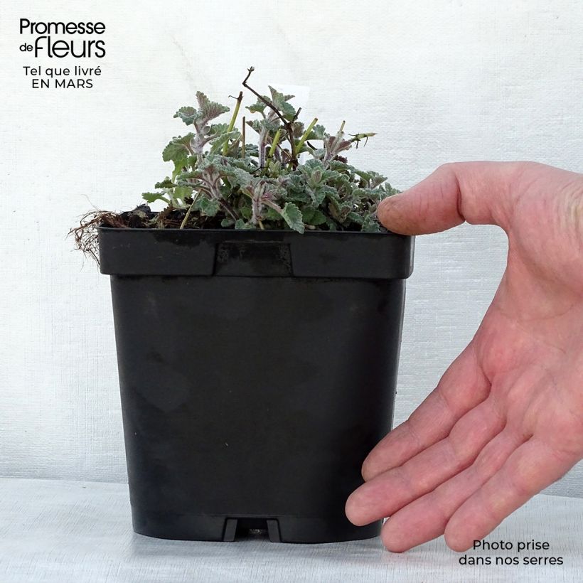 Nepeta faassenii Walker's Low Vaso da 2L/3L esemplare consegnato in primavera