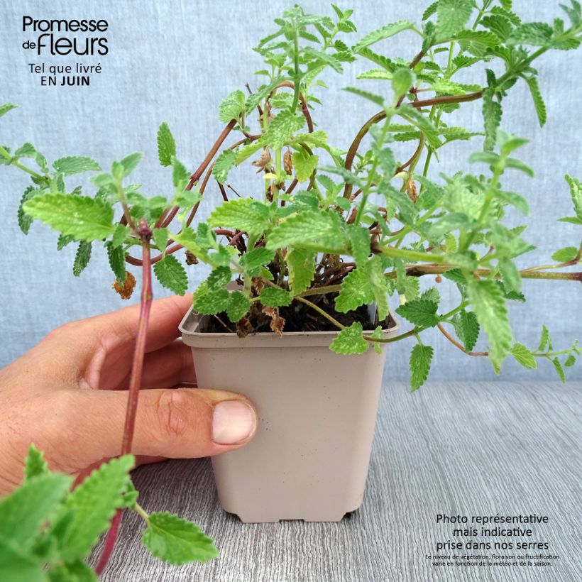 Esemplare di Nepeta faassenii Walker's Low Vasetto da 8/9 cm consegnato in estate