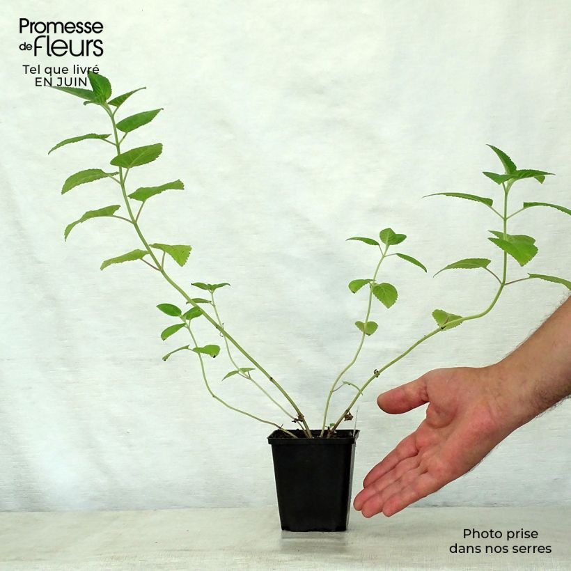 Esemplare di Nepeta govaniana Vasetto da 8/9 cm consegnato in estate