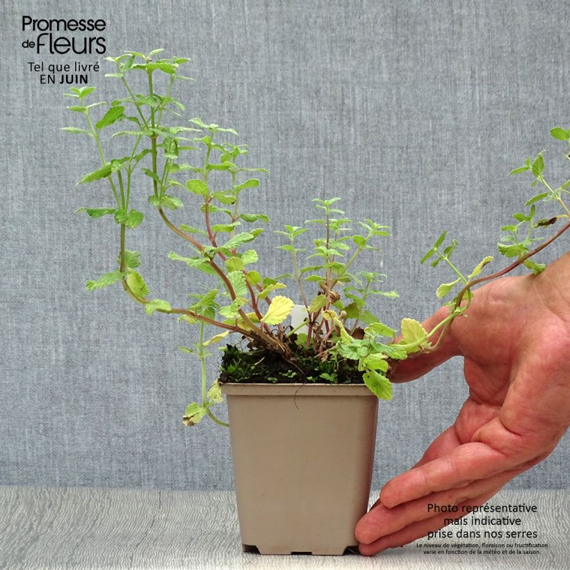 Esemplare di Nepeta grandiflora Summer Magic Vasetto da 8/9 cm consegnato in estate