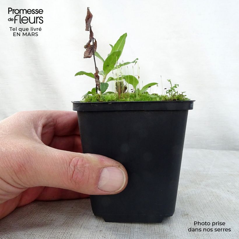 Nepeta grandiflora Wild Cat - chataire Godet de 9cm esemplare consegnato in primavera