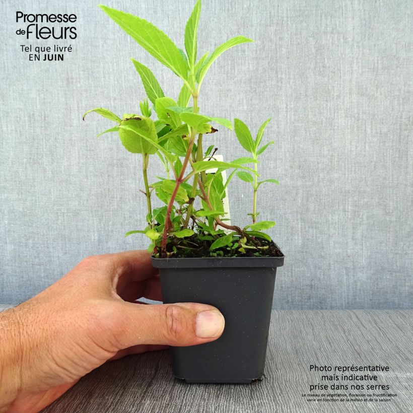 Esemplare di Nepeta kubanica Vasetto da 8/9 cm consegnato in estate