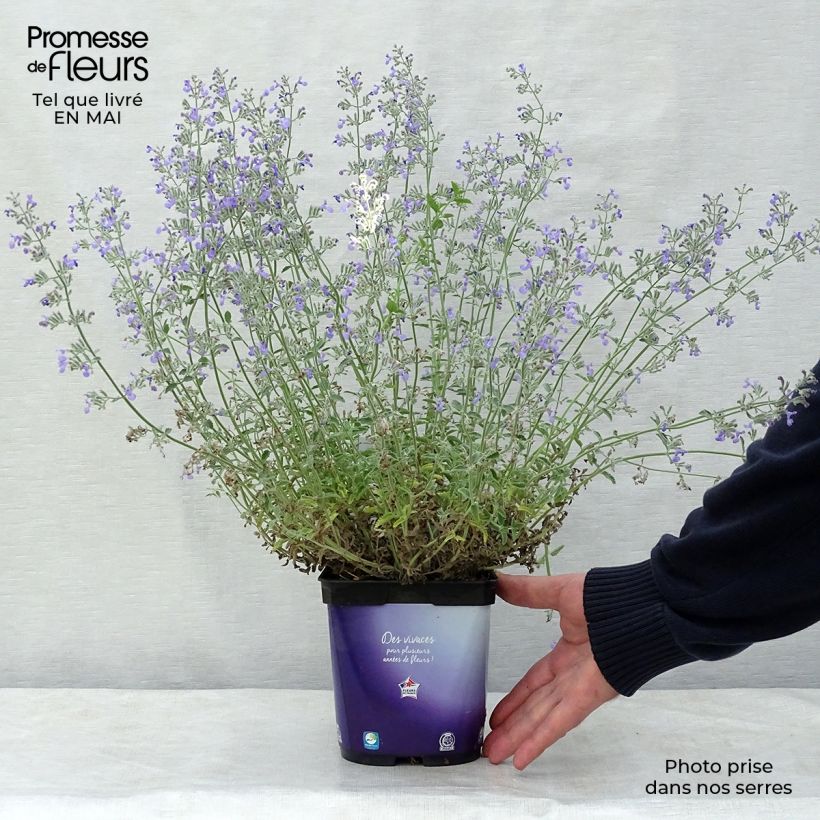 Nepeta mussini - Erba dei gatti Vaso da 2L/3L esemplare consegnato in primavera