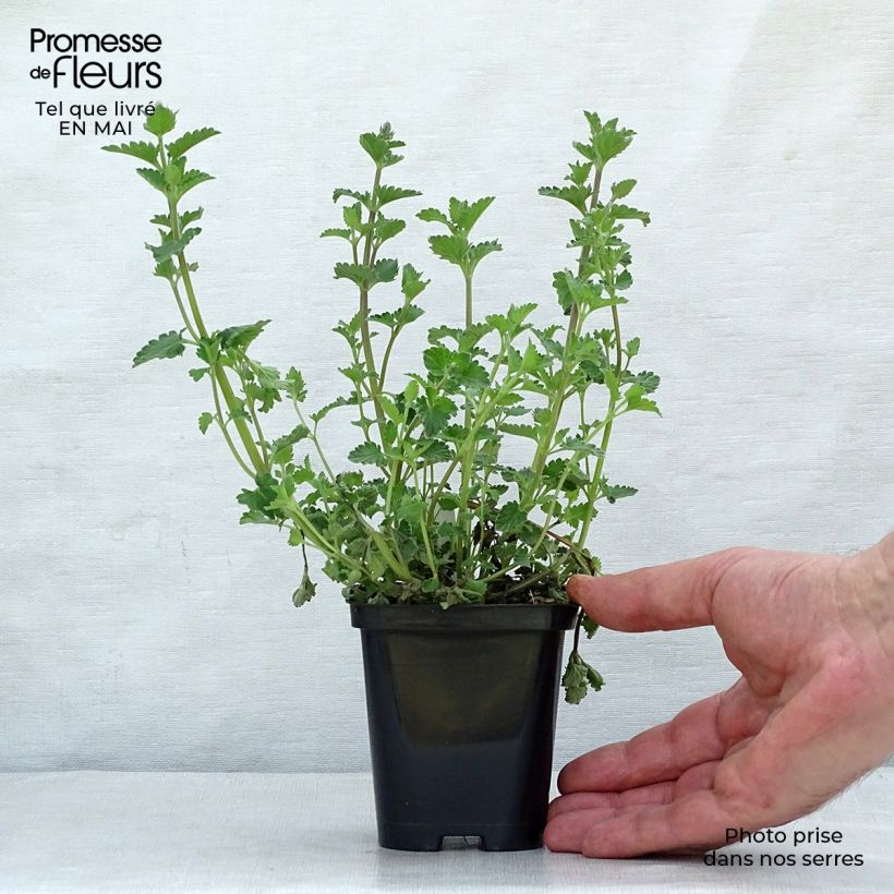 Nepeta mussini - Erba dei gatti Vasetto da 8/9 cm esemplare consegnato in primavera