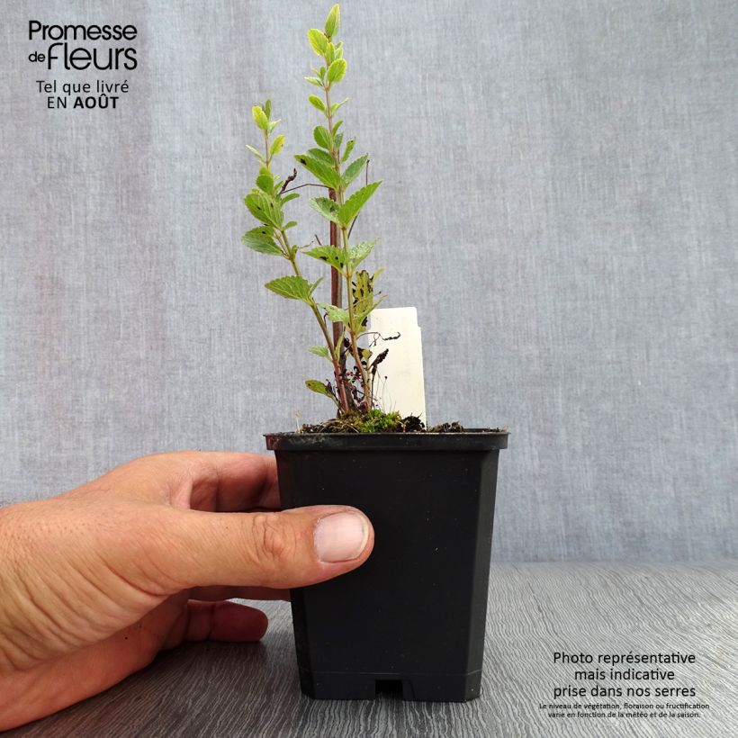 Esemplare di Nepeta nuda Purple Cat Vasetto da 8/9 cm consegnato in estate