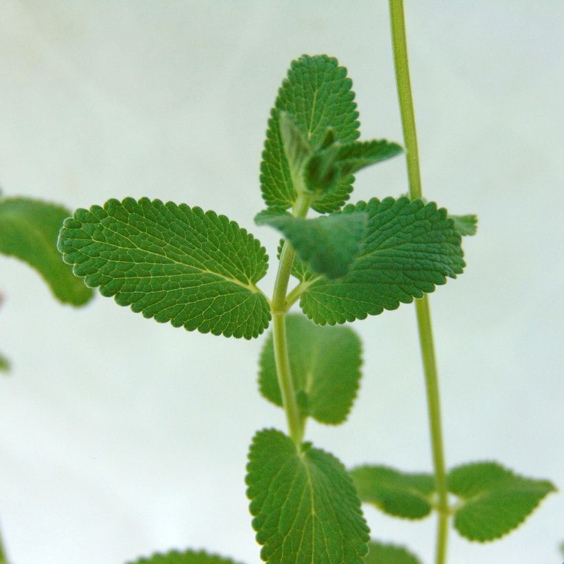 Nepeta racemosa Grog (Fogliame)