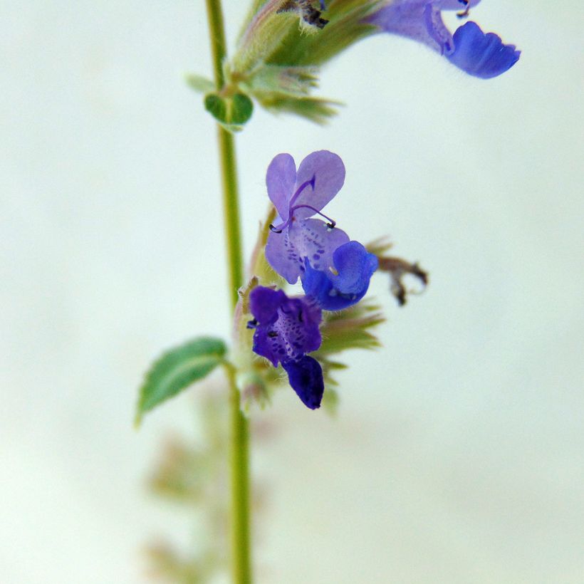 Nepeta racemosa Grog (Fioritura)