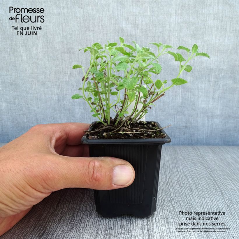 Esemplare di Nepeta racemosa Snowflake Vasetto da 8/9 cm consegnato in estate