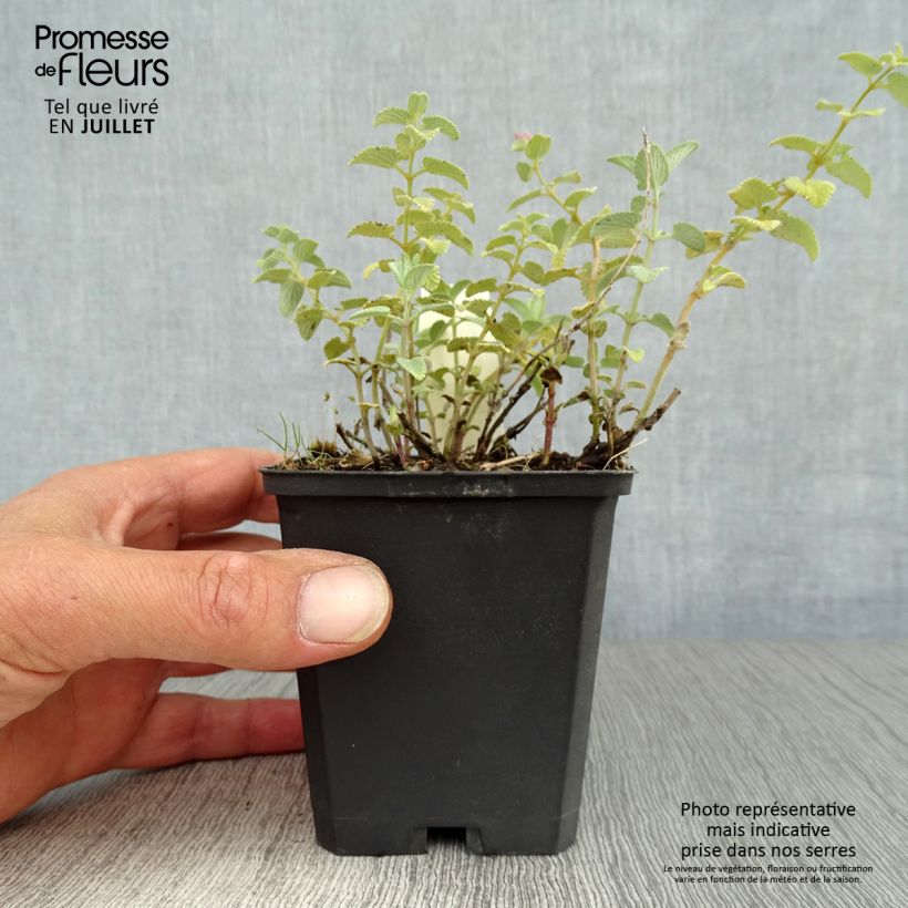 Esemplare di Nepeta racemosa Superba Vasetto da 8/9 cm consegnato in estate
