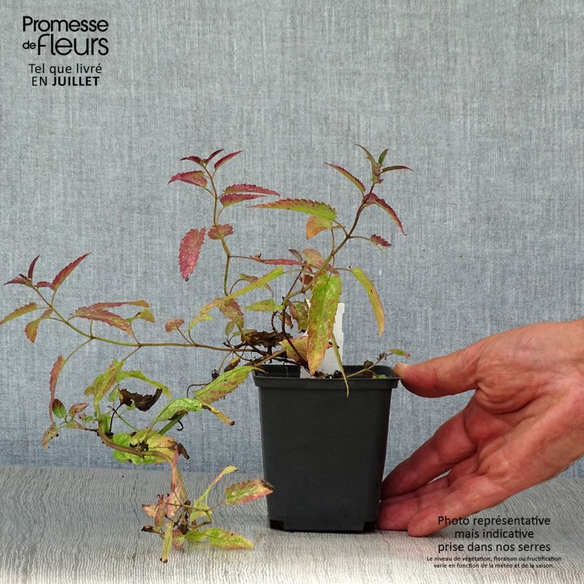 Esemplare di Nepeta sibirica Souvenir d Andre Chaudron Vasetto da 8/9 cm consegnato in estate