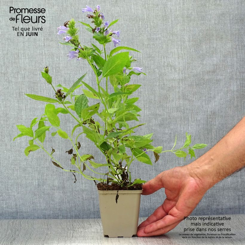 Esemplare di Nepeta subsessilis Vasetto da 8/9 cm consegnato in estate