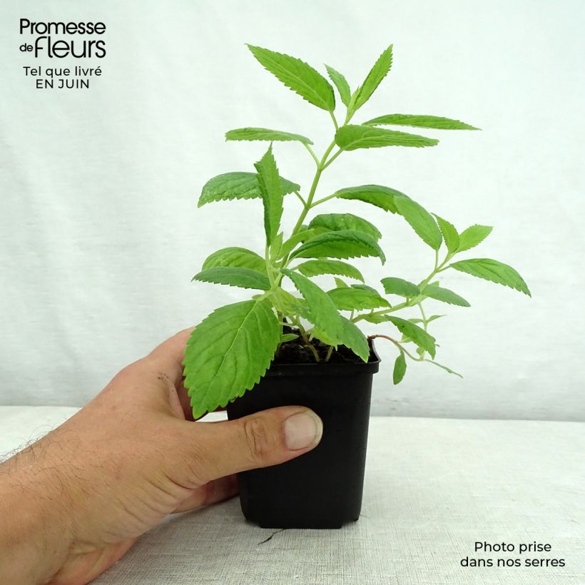 Esemplare di Nepeta subsessilis Laufen Vasetto da 8/9 cm consegnato in estate
