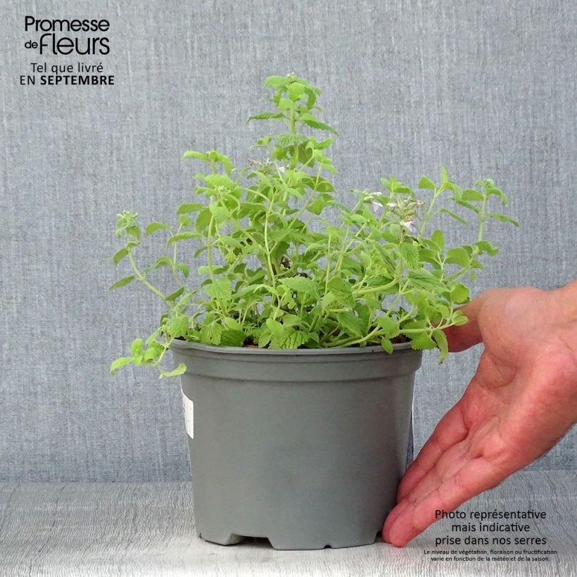 Esemplare di Nepeta faassenii Limelight Vaso da 2L/3L consegnato in estate
