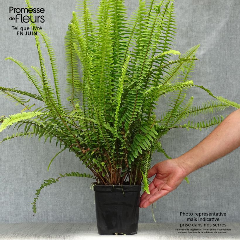 Esemplare di Nephrolepis cordifolia Artic Jungle - Felce cordifolia Vaso da 2L/3L consegnato in estate
