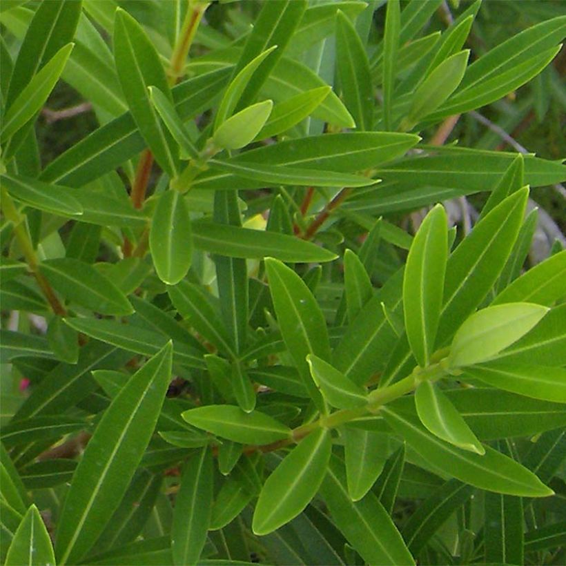 Nerium oleander Yellow - Oleandro (Fogliame)