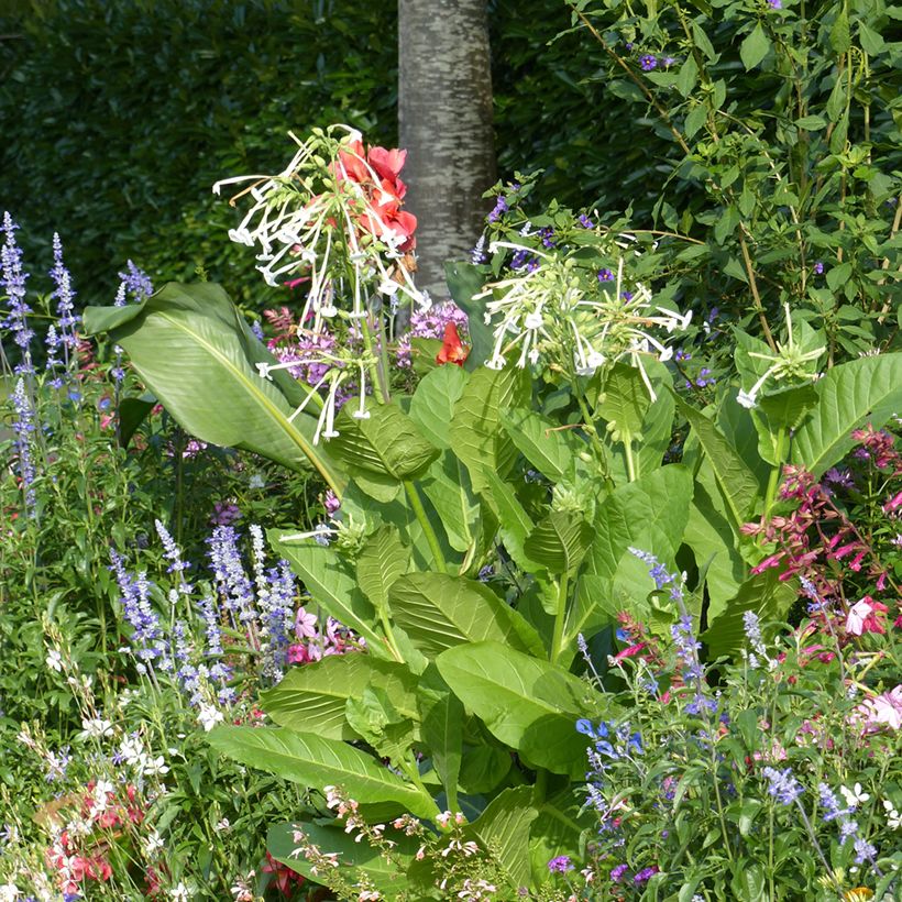 Nicotiana sylvestris - Tabacco silvestre (Porto)