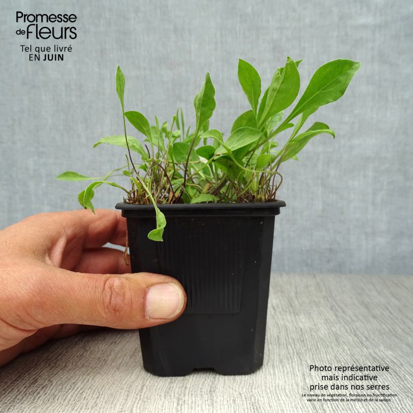 Esemplare di Nierembergia repens Vasetto da 8/9 cm consegnato in estate