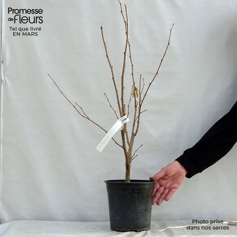 Corylus maxima Géant de Halle - Nocciolo lungo Vaso da 4L/5L, A cespuglio esemplare consegnato in primavera