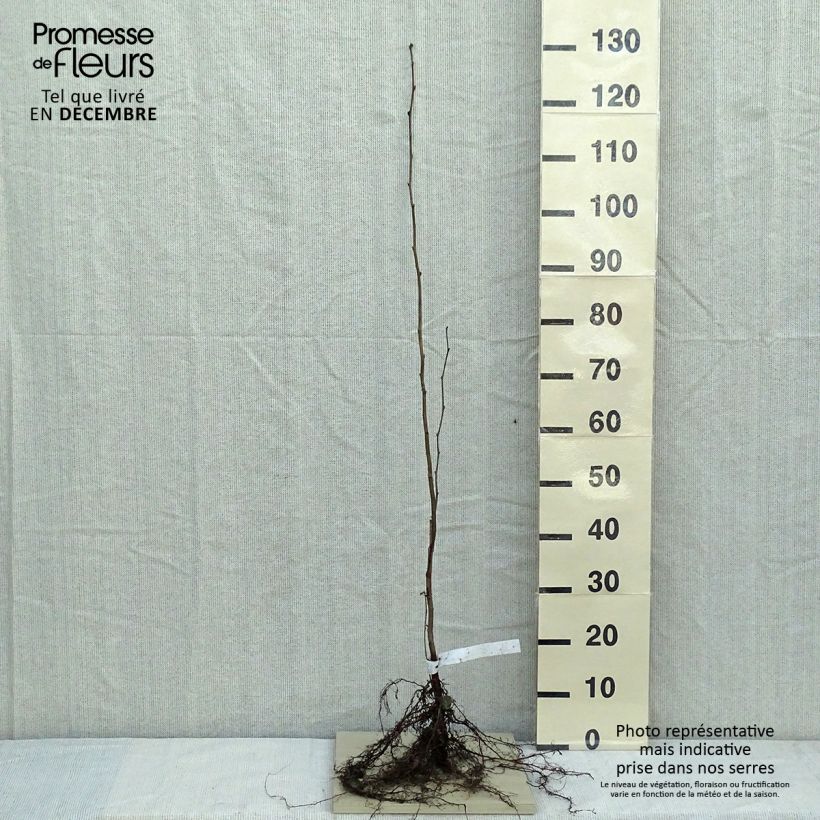 Corylus avellana - Nocciòlo Piante piccole a radice nuda esemplare consegnato in inverno