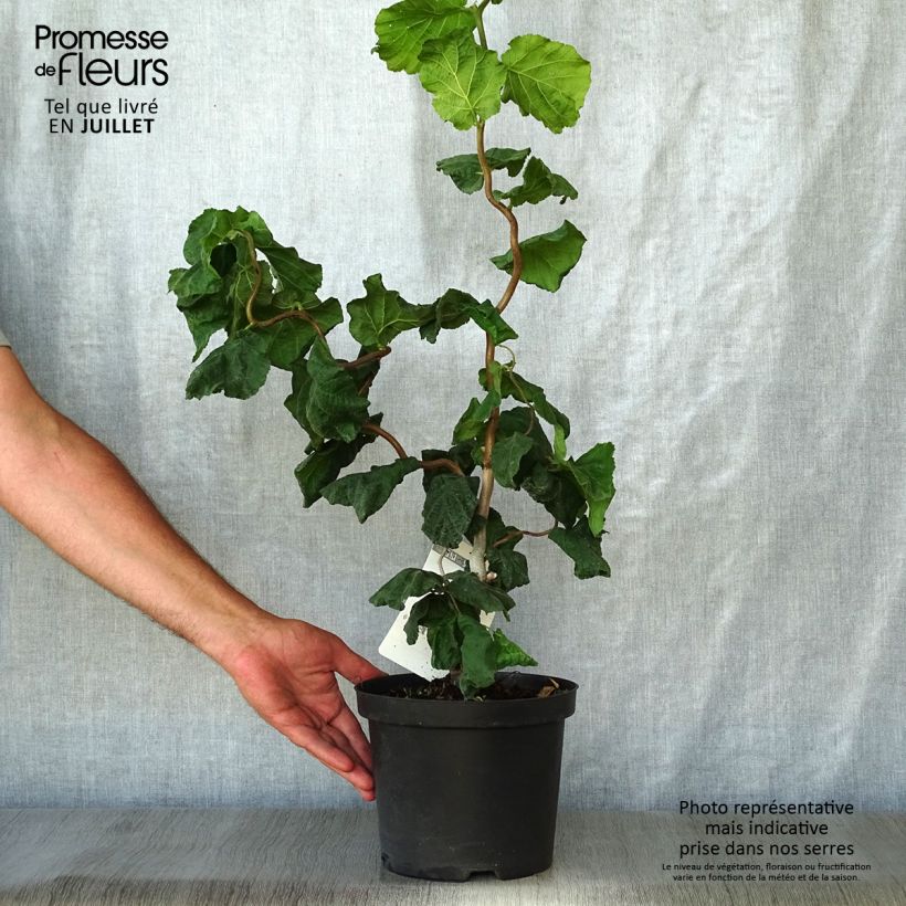 Esemplare di Corylus avellana Contorta - Nocciolo comune Vaso da 3L/4L consegnato in estate