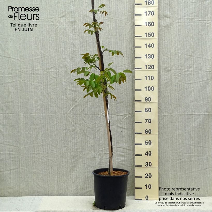 Noce comune Parisienne Vaso da 18L/20L, Astone altoAltezza consegnata circa 150/175cm esemplare consegnato in primavera