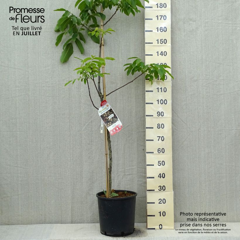 Esemplare di Juglans nigra Corne - Noce nero Vaso da 12L/15L, Astone alto consegnato in estate