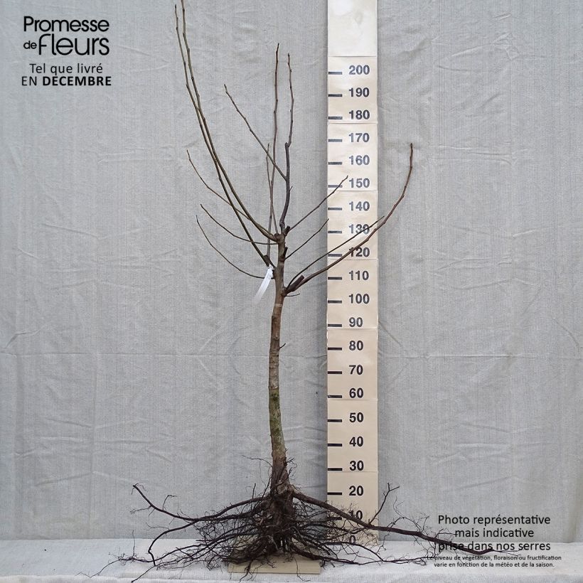 Juglans regia - Noce comune Piante piccole a radice nuda esemplare consegnato in inverno