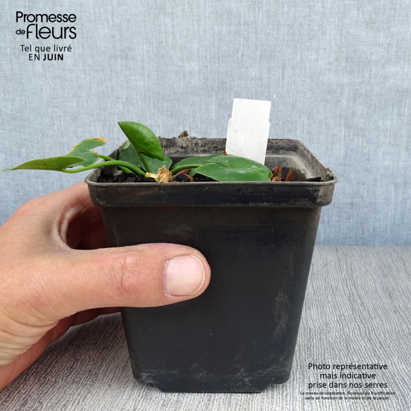 Esemplare di Nuphar lutea - Ninfea gialla Vasetto da 8/9 cm consegnato in estate