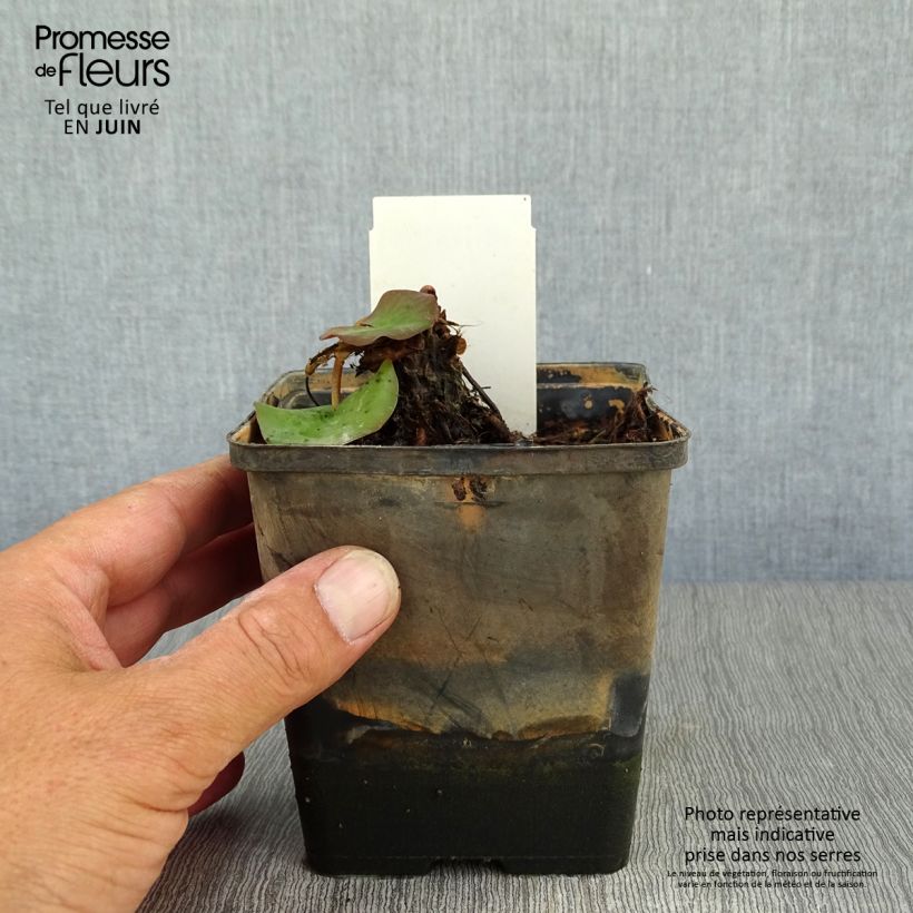 Esemplare di Nymphaea tetragona - Ninfea Vaso da 1L/1,5L consegnato in estate