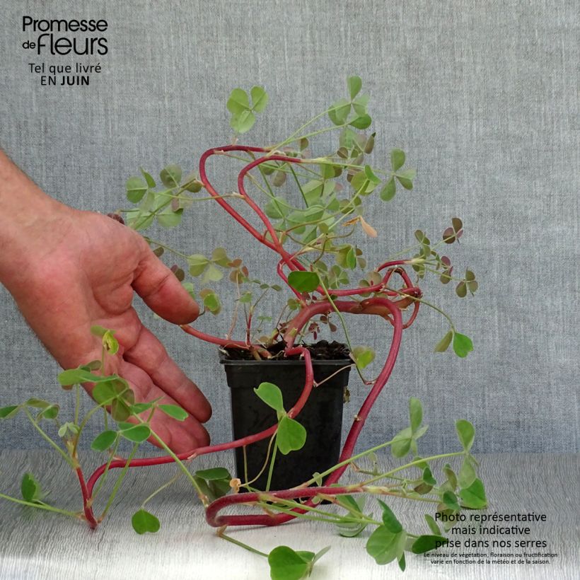 Esemplare di Oxalis tuberosa - Ossalide tuberosa Vasetto da 8/9 cm consegnato in estate