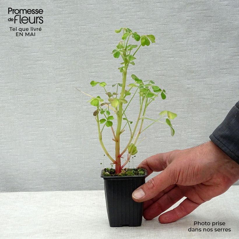 Oxalis tuberosa - Ossalide tuberosa Vasetto da 8/9 cm esemplare consegnato in primavera