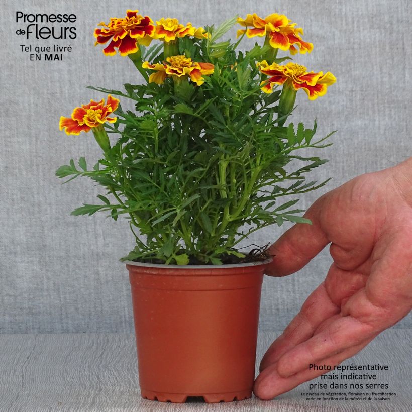 Tagetes patula Queen Yellow Fire Vaso da Ø 10 cm/11 cm esemplare consegnato in primavera