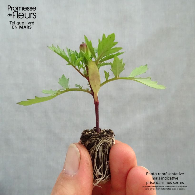 Tagetes patula Strawberry Blonde Mini zolla Ø 1,5/2,5 cm esemplare consegnato in primavera