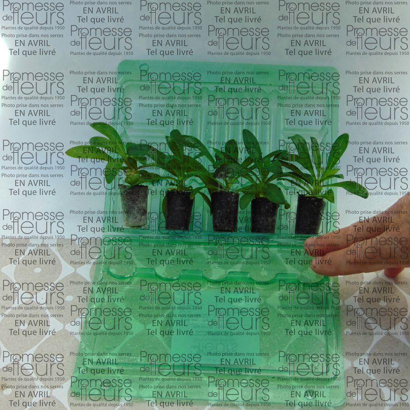 Esempio di esemplare Dianthus barbatus Jolt Pink - Garofano dei poeti mini zolla... come consegnato
